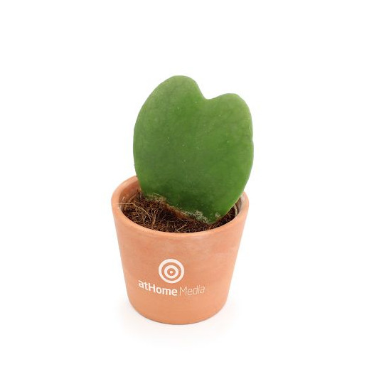 Plante Hoya cœur personnalisée en pot céramique ou terre cuite – Cadeau d’entreprise durable BCM Goodies