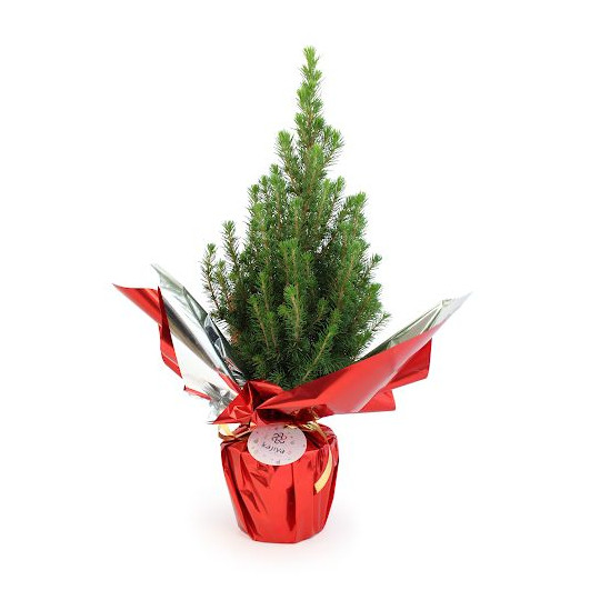 Sapin de Noël personnalisé en pot avec étiquette – Cadeau d’entreprise original pour les fêtes
