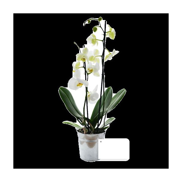 Grande orchidée en pot zinc personnalisable – Cadeau d'affaires B2B pour entreprises
