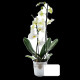 Grande orchidée en pot zinc personnalisable – Cadeau d'affaires B2B pour entreprises