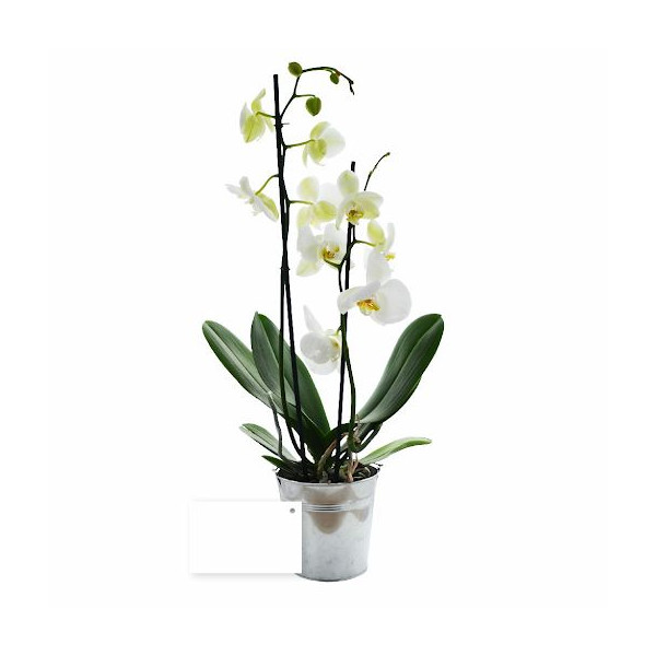 Grande orchidée en pot zinc personnalisable – Cadeau d'affaires B2B pour entreprises