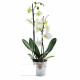 Grande orchidée en pot zinc personnalisable – Cadeau d'affaires B2B pour entreprises