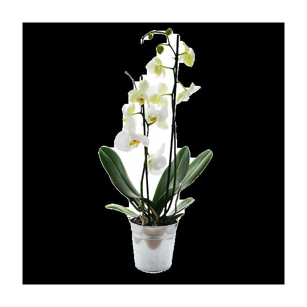 Grande orchidée en pot zinc personnalisable – Cadeau d'affaires B2B pour entreprises
