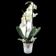 Grande orchidée en pot zinc personnalisable – Cadeau d'affaires B2B pour entreprises