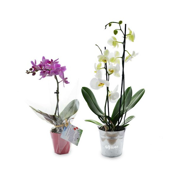 La petite orchidée personnalisable en pot bambou – Cadeau d’affaires et objet publicitaire B2B – BCM Goodies