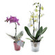 La petite orchidée personnalisable en pot bambou – Cadeau d’affaires et objet publicitaire B2B – BCM Goodies