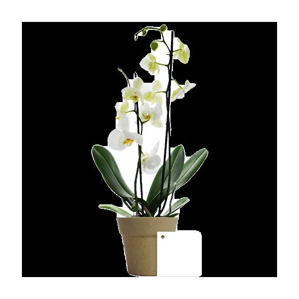La petite orchidée personnalisable en pot bambou – Cadeau d’affaires et objet publicitaire B2B – BCM Goodies