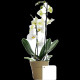 La petite orchidée personnalisable en pot bambou – Cadeau d’affaires et objet publicitaire B2B – BCM Goodies