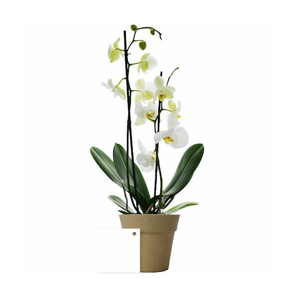 La petite orchidée personnalisable en pot bambou – Cadeau d’affaires et objet publicitaire B2B – BCM Goodies