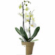 La petite orchidée personnalisable en pot bambou – Cadeau d’affaires et objet publicitaire B2B – BCM Goodies