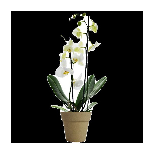 La petite orchidée personnalisable en pot bambou – Cadeau d’affaires et objet publicitaire B2B – BCM Goodies