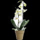 La petite orchidée personnalisable en pot bambou – Cadeau d’affaires et objet publicitaire B2B – BCM Goodies