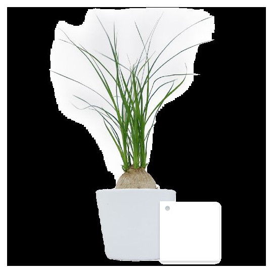 Ficus Ginseng pot Ø7 cm personnalisé – Cadeau d’entreprise végétal pour communication B2B