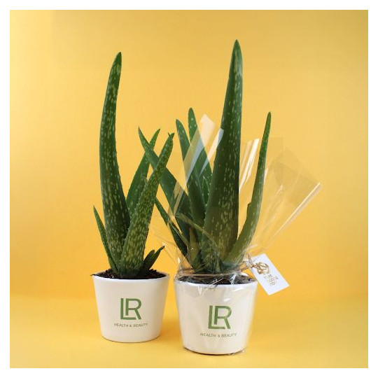 Aloé Vera en pot 9cm personnalisable – Cadeau d’entreprise écologique pour communication B2B