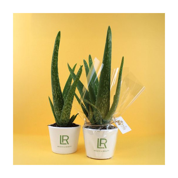 Aloé Vera en pot 9cm personnalisable – Cadeau d’entreprise écologique pour communication B2B