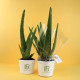 Aloé Vera en pot 9cm personnalisable – Cadeau d’entreprise écologique pour communication B2B