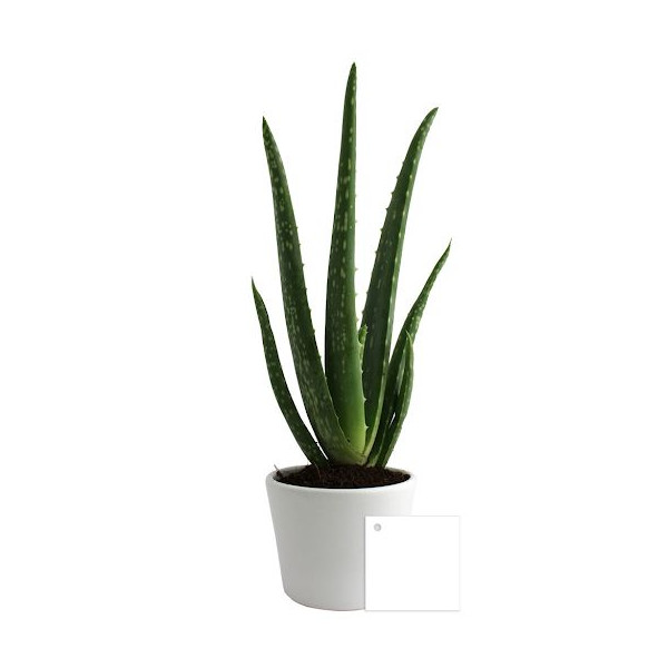 Aloé Vera en pot 9cm personnalisable – Cadeau d’entreprise écologique pour communication B2B
