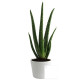 Aloé Vera en pot 9cm personnalisable – Cadeau d’entreprise écologique pour communication B2B