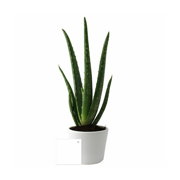 Aloé Vera en pot 9cm personnalisable – Cadeau d’entreprise écologique pour communication B2B
