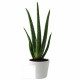 Aloé Vera en pot 9cm personnalisable – Cadeau d’entreprise écologique pour communication B2B