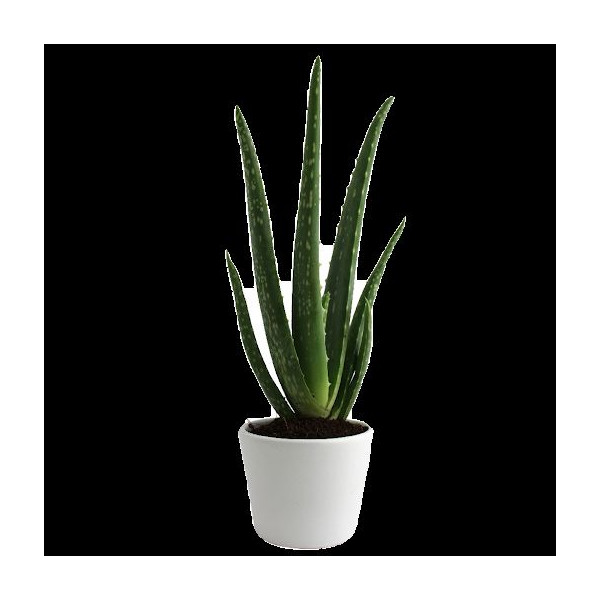 Aloé Vera en pot 9cm personnalisable – Cadeau d’entreprise écologique pour communication B2B
