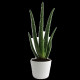Aloé Vera en pot 9cm personnalisable – Cadeau d’entreprise écologique pour communication B2B