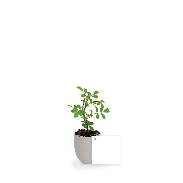 Petit plant d’arbre personnalisable dans pot œuf – Cadeau d’entreprise écologique BCM Goodies