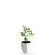 Petit plant d’arbre personnalisable dans pot œuf – Cadeau d’entreprise écologique BCM Goodies