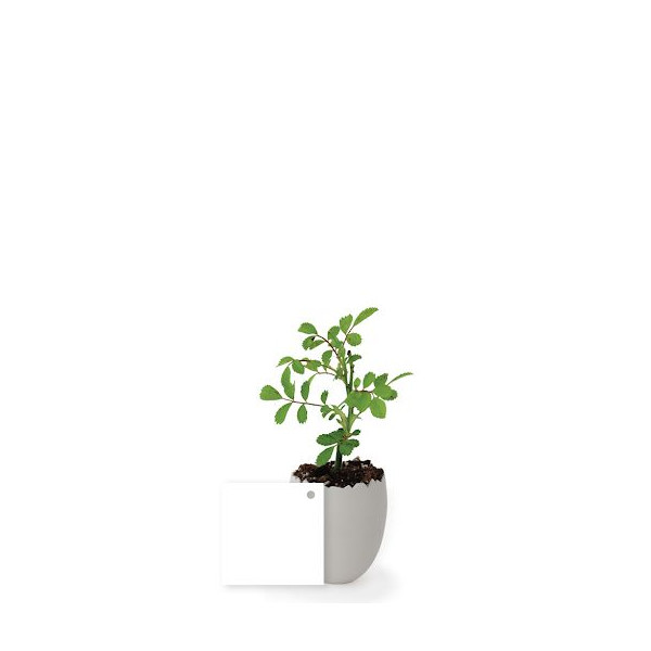 Petit plant d’arbre personnalisable dans pot œuf – Cadeau d’entreprise écologique BCM Goodies