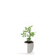Petit plant d’arbre personnalisable dans pot œuf – Cadeau d’entreprise écologique BCM Goodies