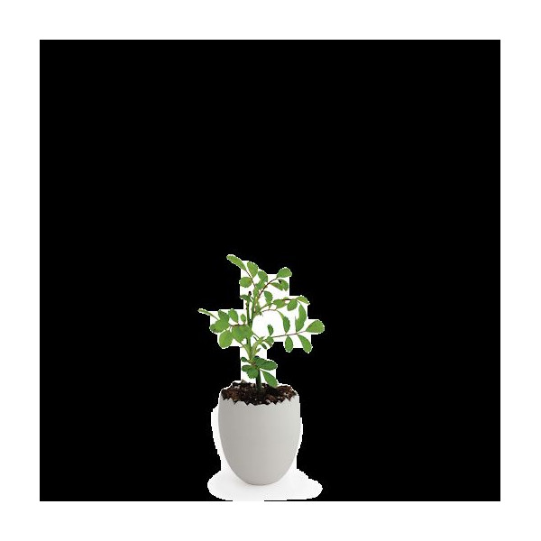 Petit plant d’arbre personnalisable dans pot œuf – Cadeau d’entreprise écologique BCM Goodies