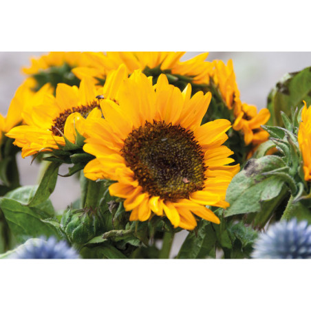 Graines de tournesol GIRASOL Personnalisable | BCM Goodies - 5