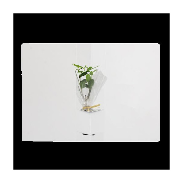 Plante postale Idée Nature : Goodie écologique personnalisé pour communication d’entreprise – BCM Goodies