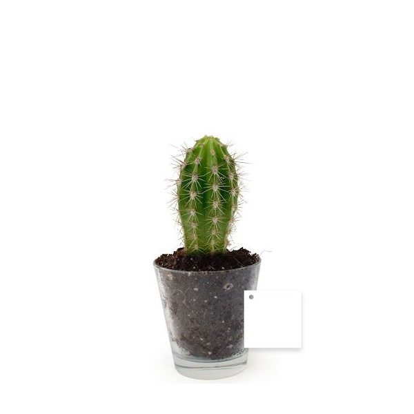 Plante personnalisable en vase verre Ø90mm – Cadeau d’entreprise et objet publicitaire BCM Goodies