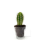 Plante personnalisable en vase verre Ø90mm – Cadeau d’entreprise et objet publicitaire BCM Goodies