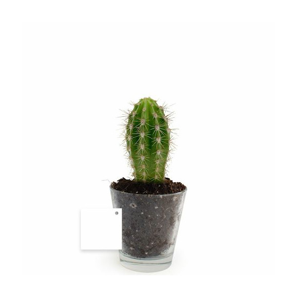 Plante personnalisable en vase verre Ø90mm – Cadeau d’entreprise et objet publicitaire BCM Goodies