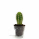 Plante personnalisable en vase verre Ø90mm – Cadeau d’entreprise et objet publicitaire BCM Goodies