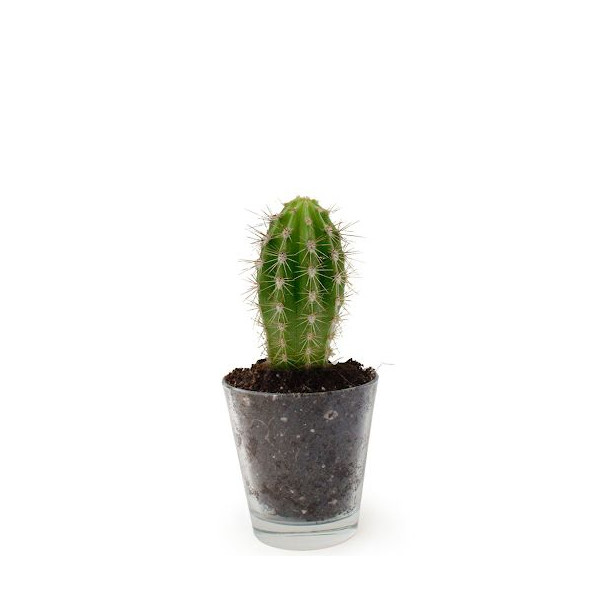 Plante personnalisable en vase verre Ø90mm – Cadeau d’entreprise et objet publicitaire BCM Goodies