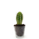 Plante personnalisable en vase verre Ø90mm – Cadeau d’entreprise et objet publicitaire BCM Goodies
