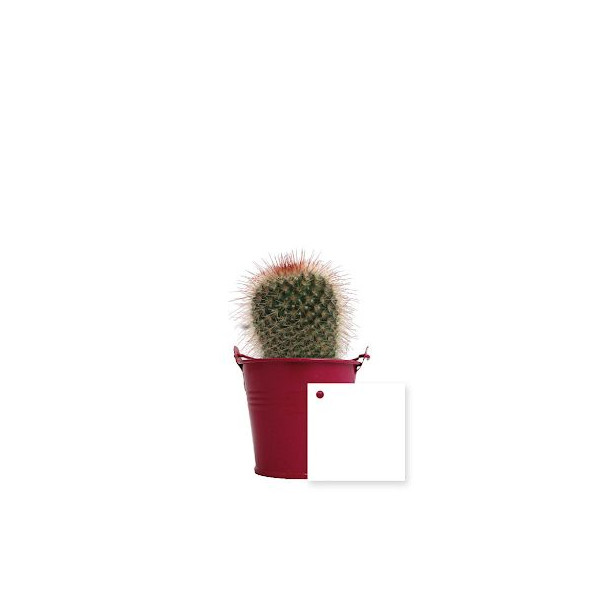 Plante en pot zinc Ø7 cm personnalisable – Cadeau d’entreprise écoresponsable – BCM Goodies