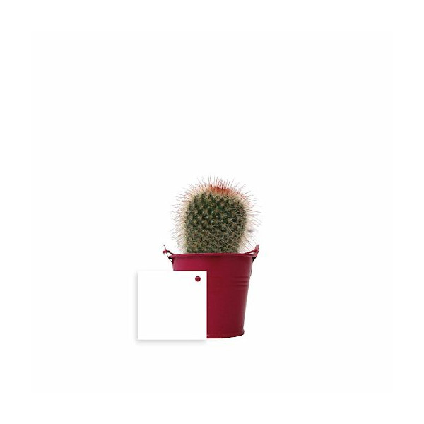 Plante en pot zinc Ø7 cm personnalisable – Cadeau d’entreprise écoresponsable – BCM Goodies
