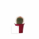 Plante en pot zinc Ø7 cm personnalisable – Cadeau d’entreprise écoresponsable – BCM Goodies