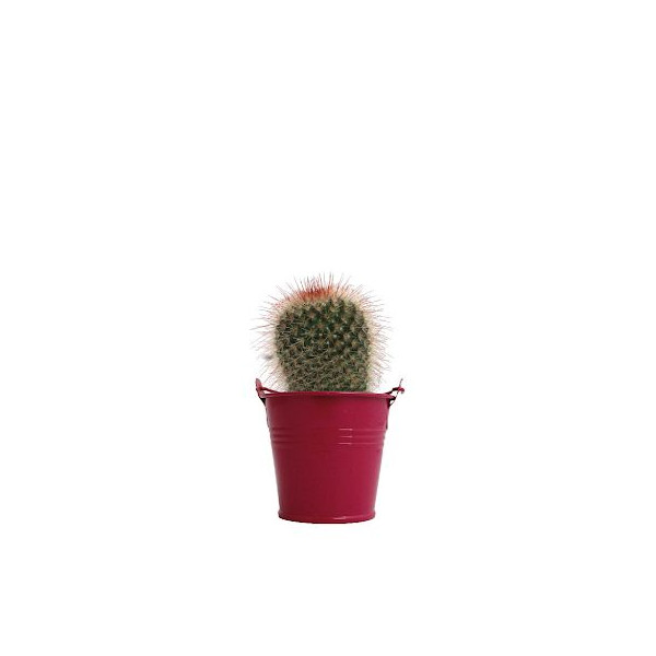Plante en pot zinc Ø7 cm personnalisable – Cadeau d’entreprise écoresponsable – BCM Goodies