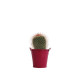 Plante en pot zinc Ø7 cm personnalisable – Cadeau d’entreprise écoresponsable – BCM Goodies
