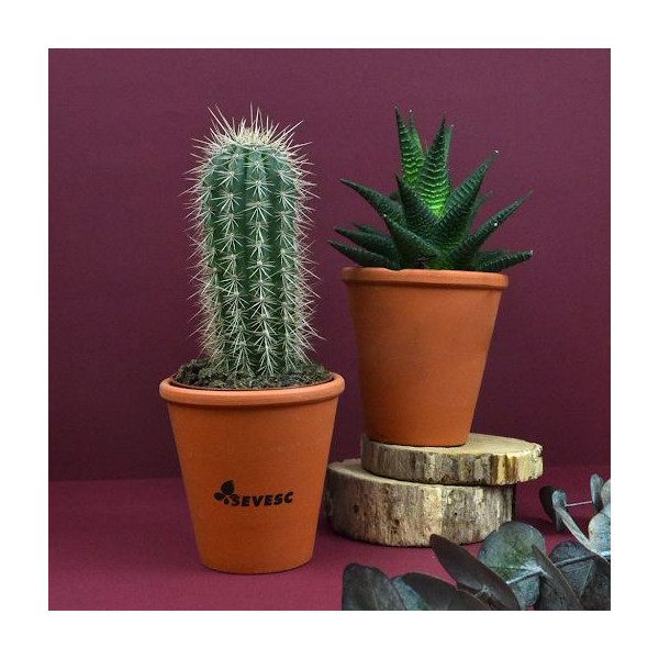 Plante en pot personnalisable pour entreprises - BCM Goodies