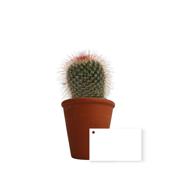 Plante en pot personnalisable pour entreprises - BCM Goodies
