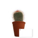 Plante en pot personnalisable pour entreprises - BCM Goodies