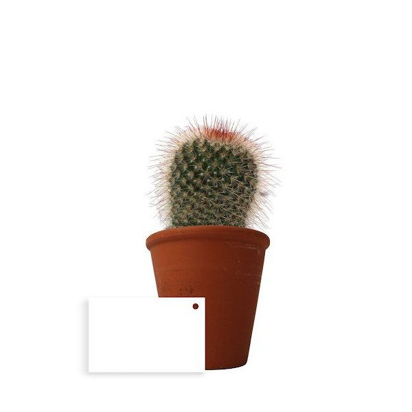 Plante en pot personnalisable pour entreprises - BCM Goodies