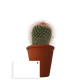 Plante en pot personnalisable pour entreprises - BCM Goodies