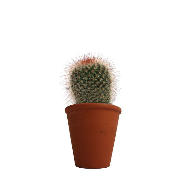 Plante en pot personnalisable pour entreprises - BCM Goodies